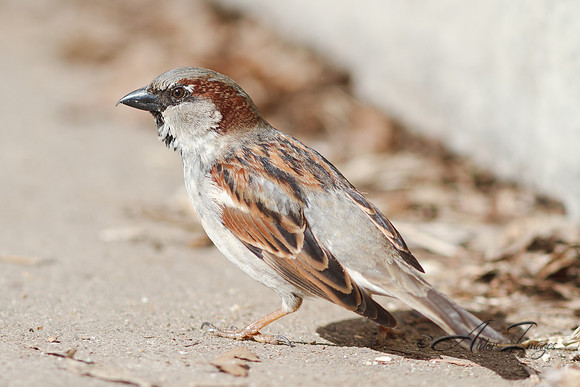 Sparrow