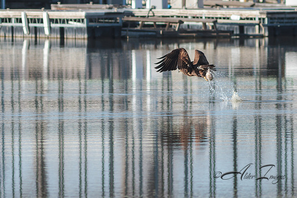 American Bald Eagle