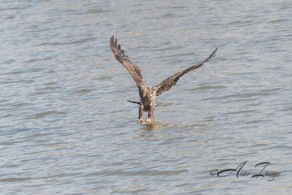 American Bald Eagle