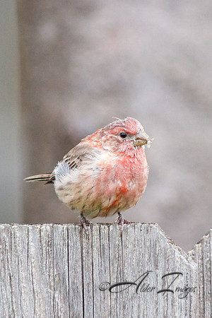 Finch