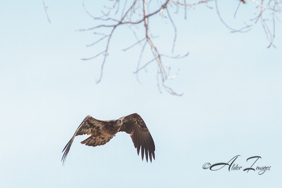 American Bald Eagle