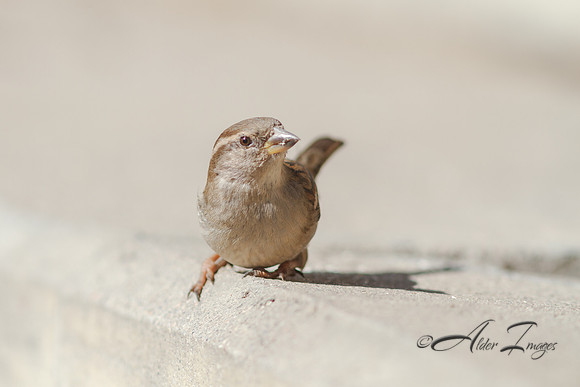 Finch