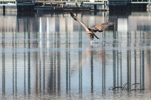 American Bald Eagle