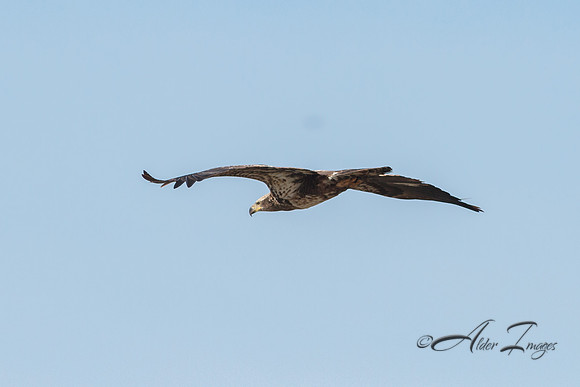 American Bald Eagle