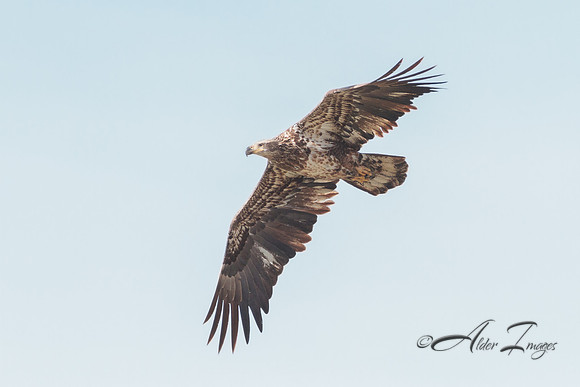 American Bald Eagle
