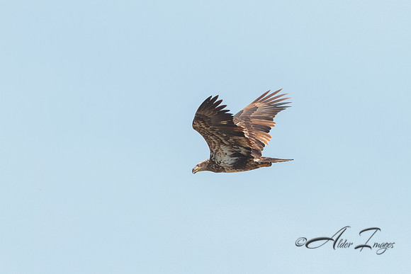 American Bald Eagle