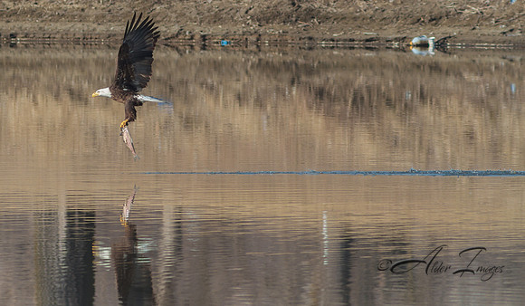 American Bald Eagle