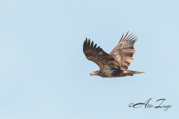 American Bald Eagle