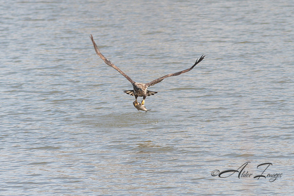American Bald Eagle