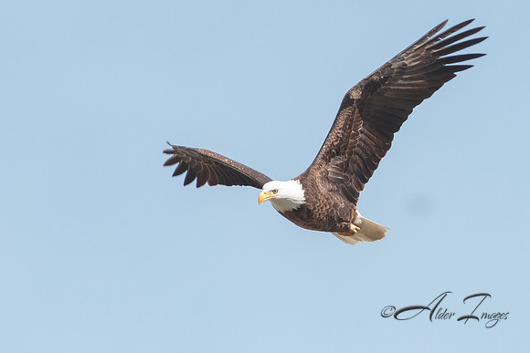 American Bald Eagle