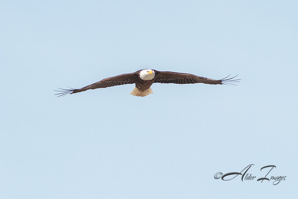 American Bald Eagle