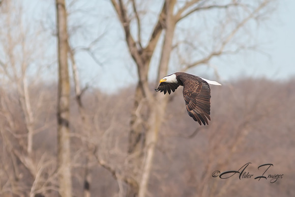 American Bald Eagle