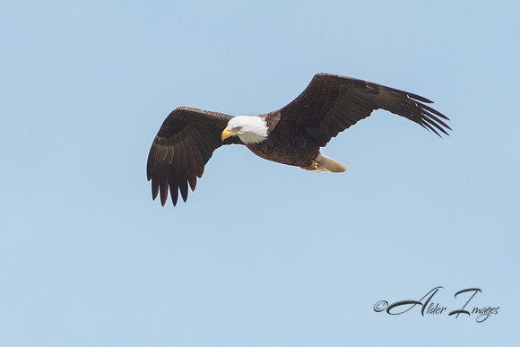 American Bald Eagle