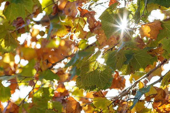 Fall Colors