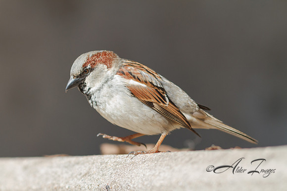 Sparrow