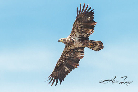 American Bald Eagle
