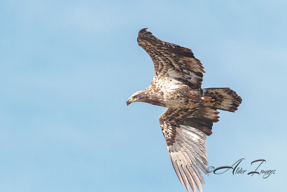 American Bald Eagle