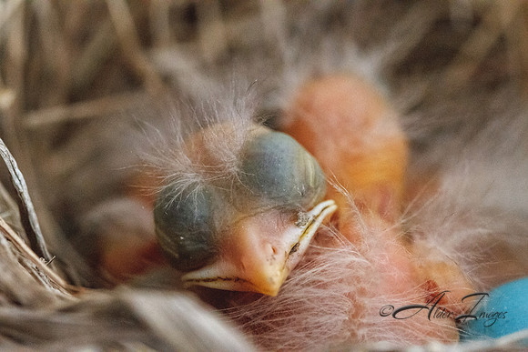 Baby Robins