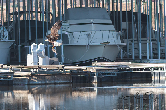 American Bald Eagle