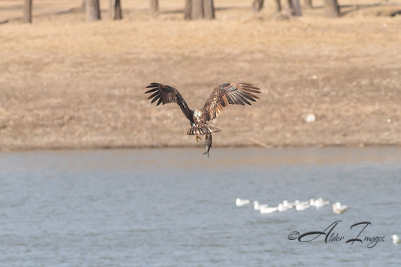 American Bald Eagle