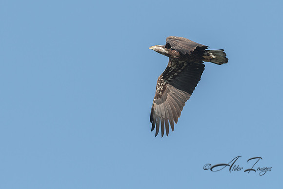 American Bald Eagle