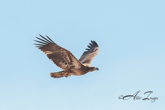 American Bald Eagle