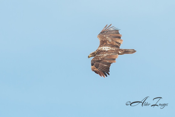 American Bald Eagle