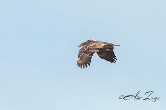 American Bald Eagle