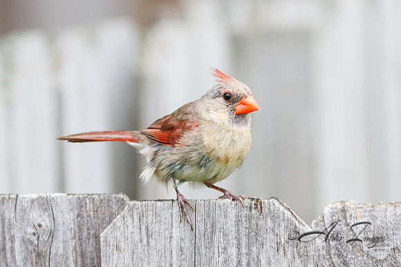 Female Cardinal