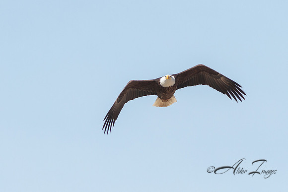 American Bald Eagle