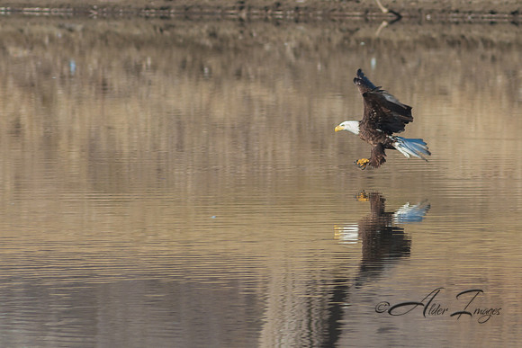 American Bald Eagle