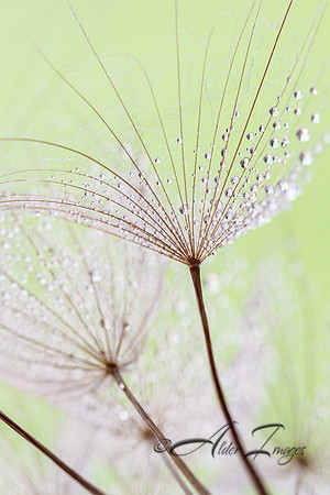Salsify