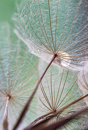 Salsify