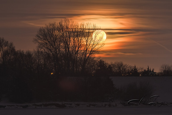 Big Moon Through the Trees