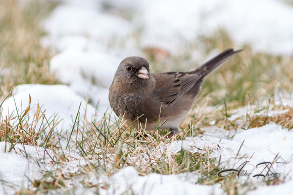 Dark-Eyed Junco