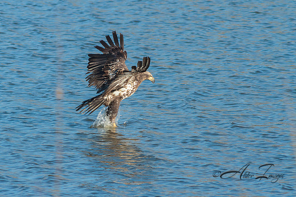 American Bald Eagle