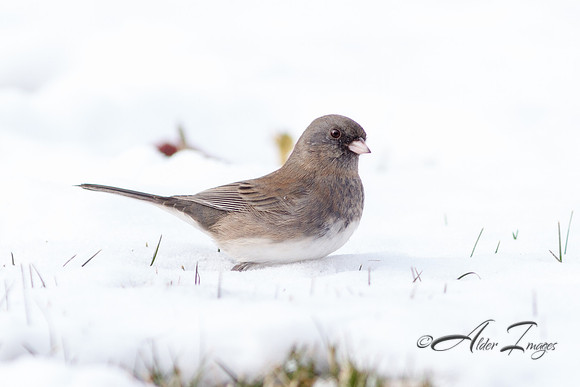 Dark-Eyed Junco