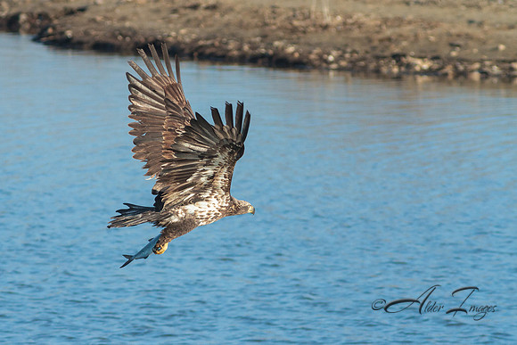 American Bald Eagle