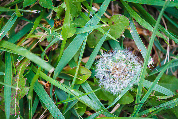 Seeds