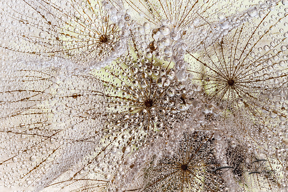 Salsify