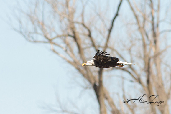 American Bald Eagle