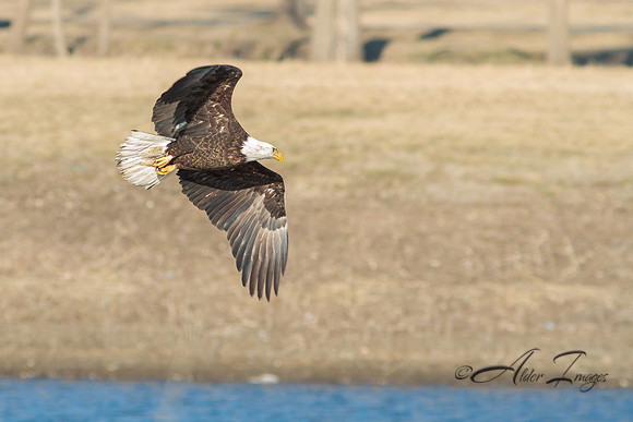 American Bald Eagle