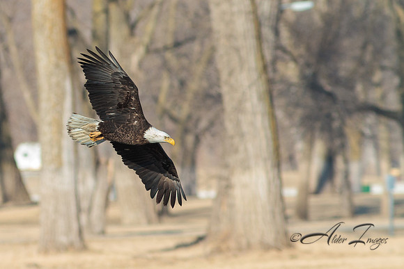 American Bald Eagle