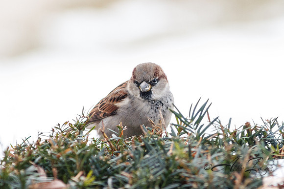 Sparrow