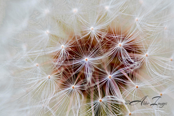 White Explosion