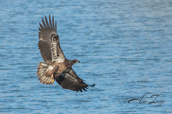 American Bald Eagle