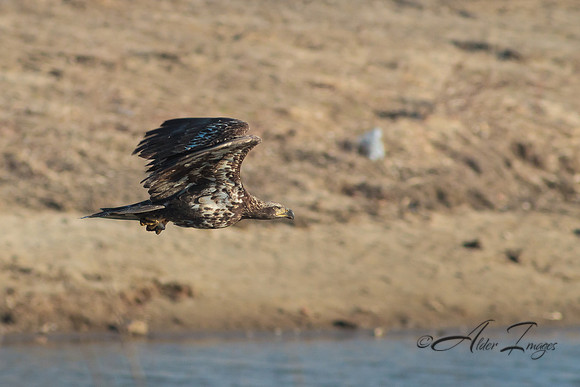 American Bald Eagle