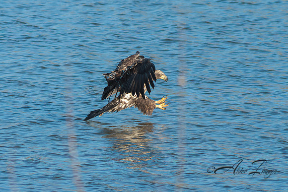 American Bald Eagle