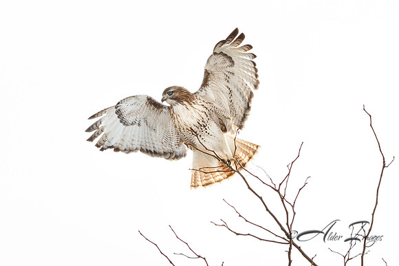 Taking Flight