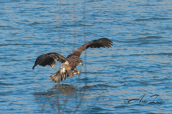 American Bald Eagle